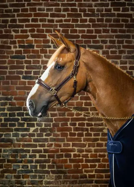 Hovedbilde Dyon Leather Head Collar D Collection