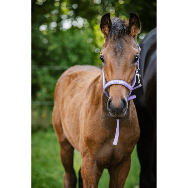 Hovedbilde Horse Guard Malva følgrime 