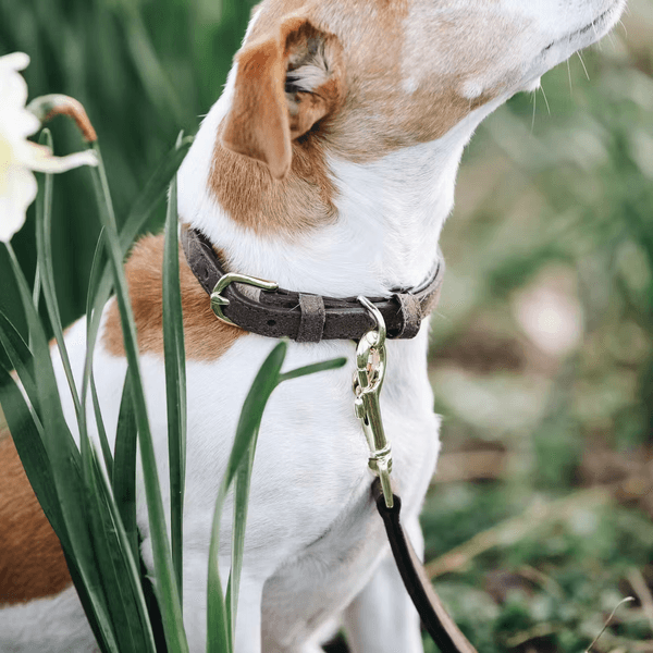 Hovedbilde Kentucky Dog Collar Leather Velvet