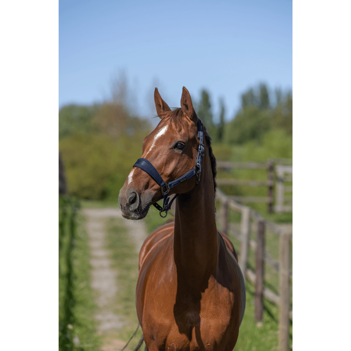 KLLucca Halter and Rope Navy