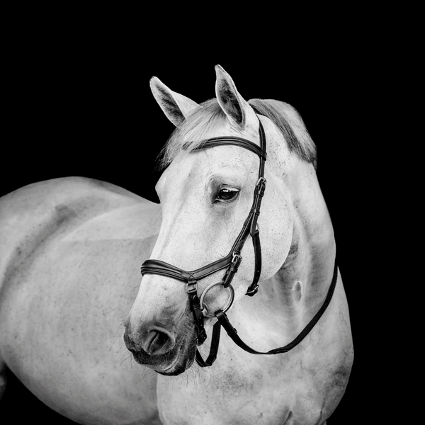Hovedbilde Horseware Micklem deluxe Competition 